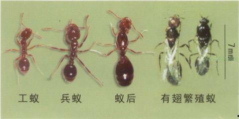 红火蚁吃瓜