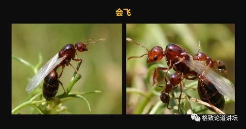 红火蚁吃瓜