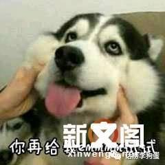 狗哥吃瓜表情包,揭秘网络热图的趣味与内涵