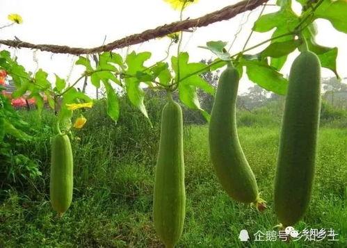 老瓠瓜咋吃,解锁家常美味新境界