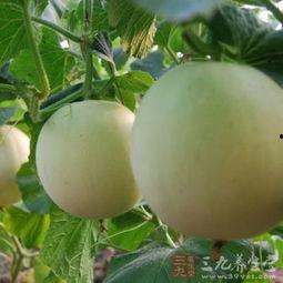 吃条纹瓜嗓子痒,揭秘解痒小妙招