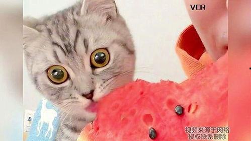 小猫吃瓜