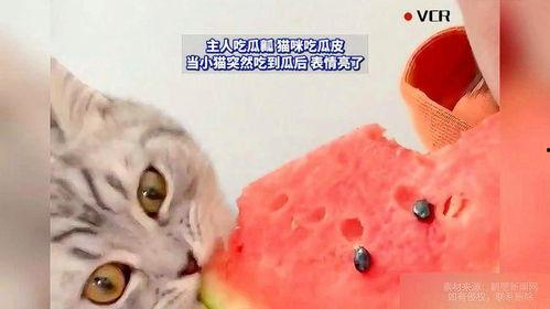 小猫吃瓜