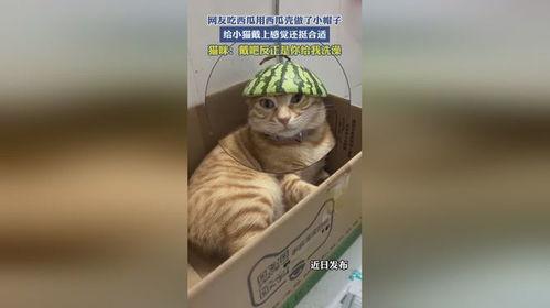 小猫吃瓜