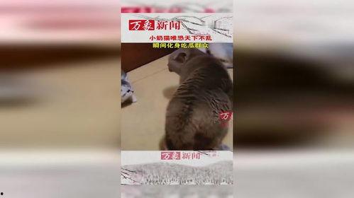 猫咪吃瓜群众图片