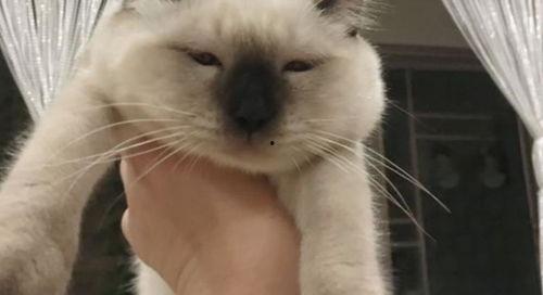 猫咪吃瓜群众图片