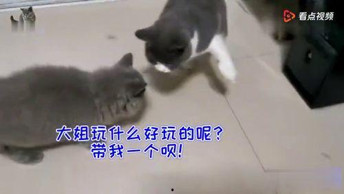 猫咪吃瓜群众图片