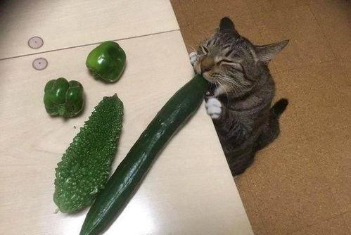 猫吃刺瓜,刺瓜的独特魅力与猫咪的喜爱之谜