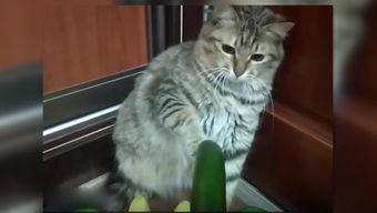 猫吃刺瓜,刺瓜的独特魅力与猫咪的喜爱之谜
