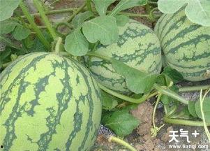 吃瓜头好还是瓜尾好,谁才是夏日消暑的最佳选择？