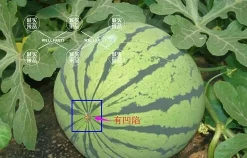 吃瓜头好还是瓜尾好,谁才是夏日消暑的最佳选择？