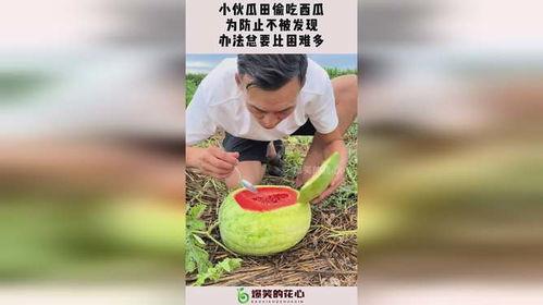 防止动物吃瓜措施,有效防止动物吃瓜的实用措施