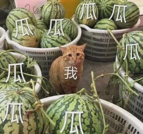 吃瓜俱乐部头像,揭秘吃瓜俱乐部神秘头像背后的故事