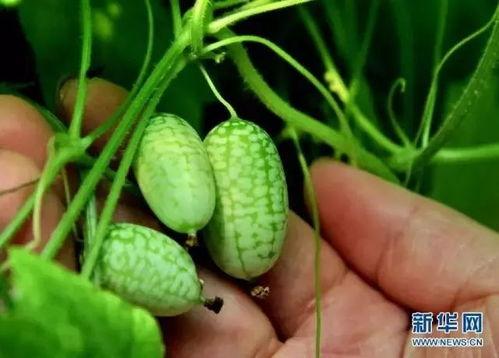 荷兰吃瓜,探寻荷兰独特的“吃瓜”文化