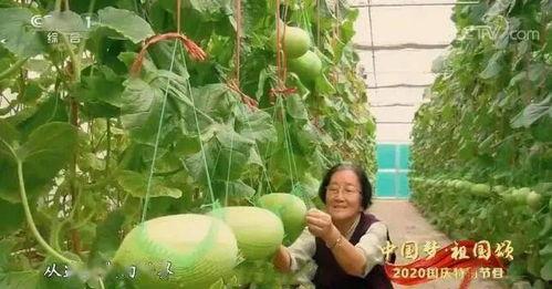 山东吃瓜事件最新,一场网络热议背后的真相与反思