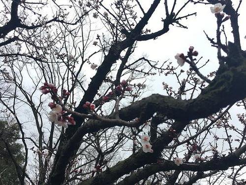 樱花吃瓜阁
