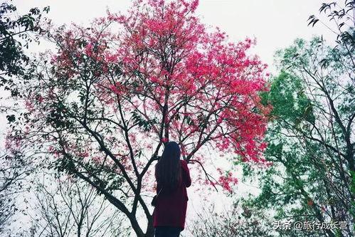 樱花吃瓜阁