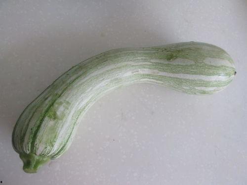 吊瓜吃馅吗